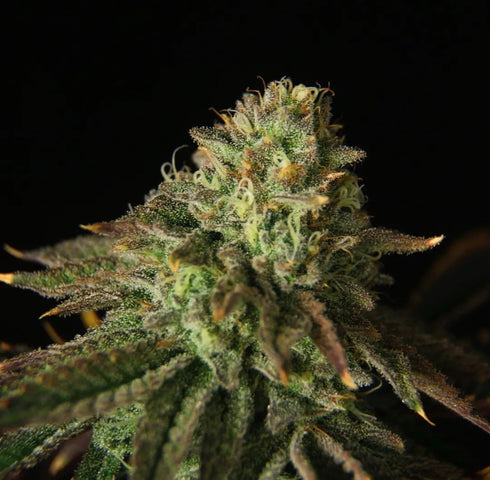 Propaganja Seeds - Buks Banner #11 Auto